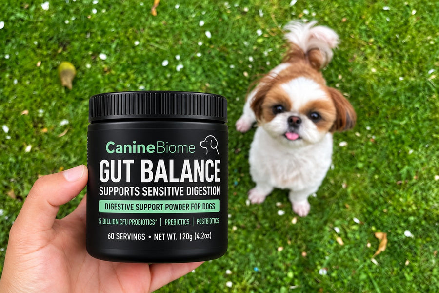 What Are Probiotics for Dogs?